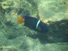 King Anglefish - Underwater Galapagos 2010 -DSCN5804